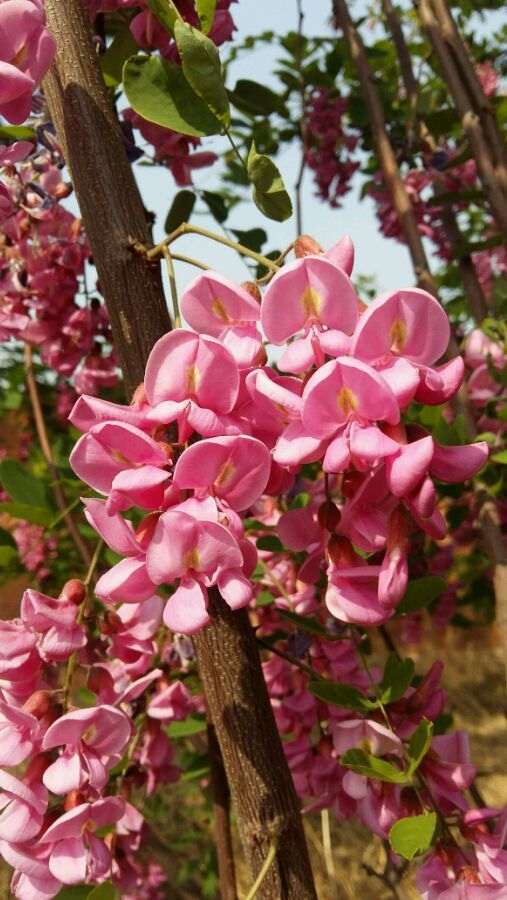 这个是紫藤下山桩 还是槐树花 怎么区别