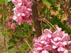 这个是紫藤下山桩 还是槐树花 怎么区别