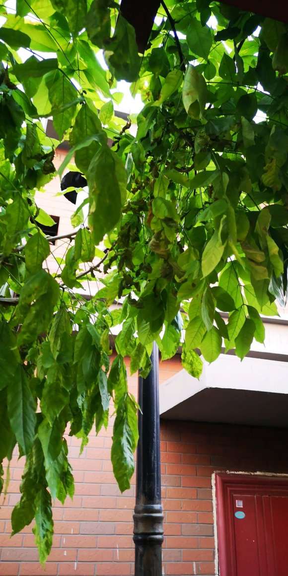 紫藤下山桩叶子干枯了 怎么办 图片