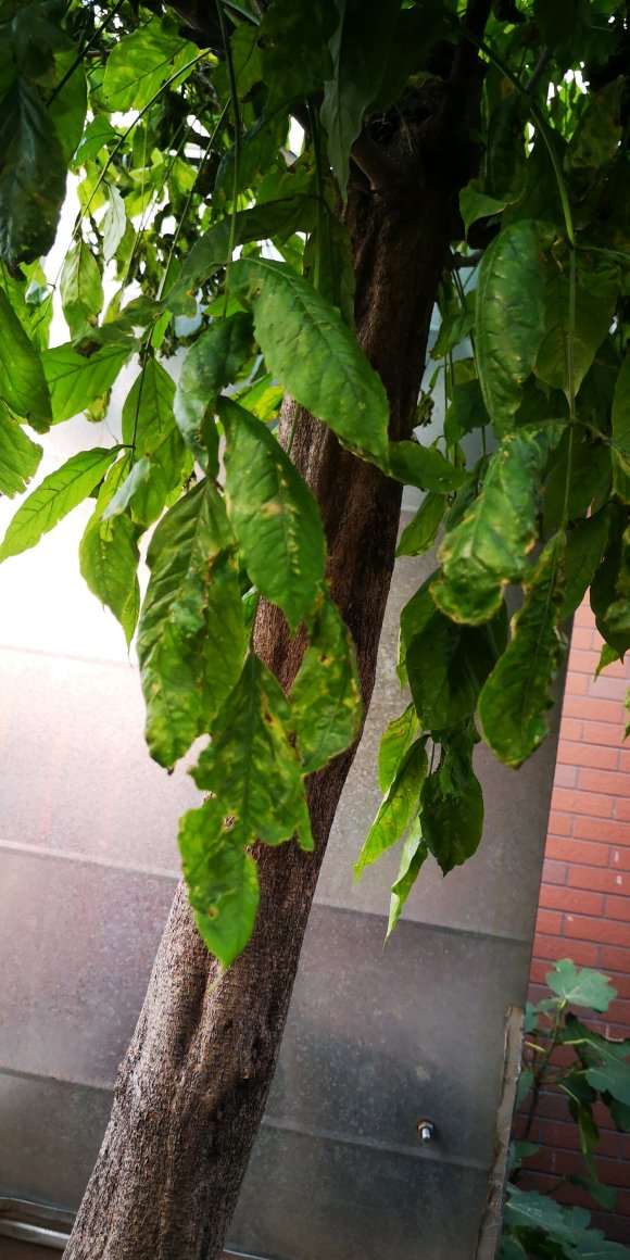 紫藤下山桩叶子干枯了 怎么办 图片