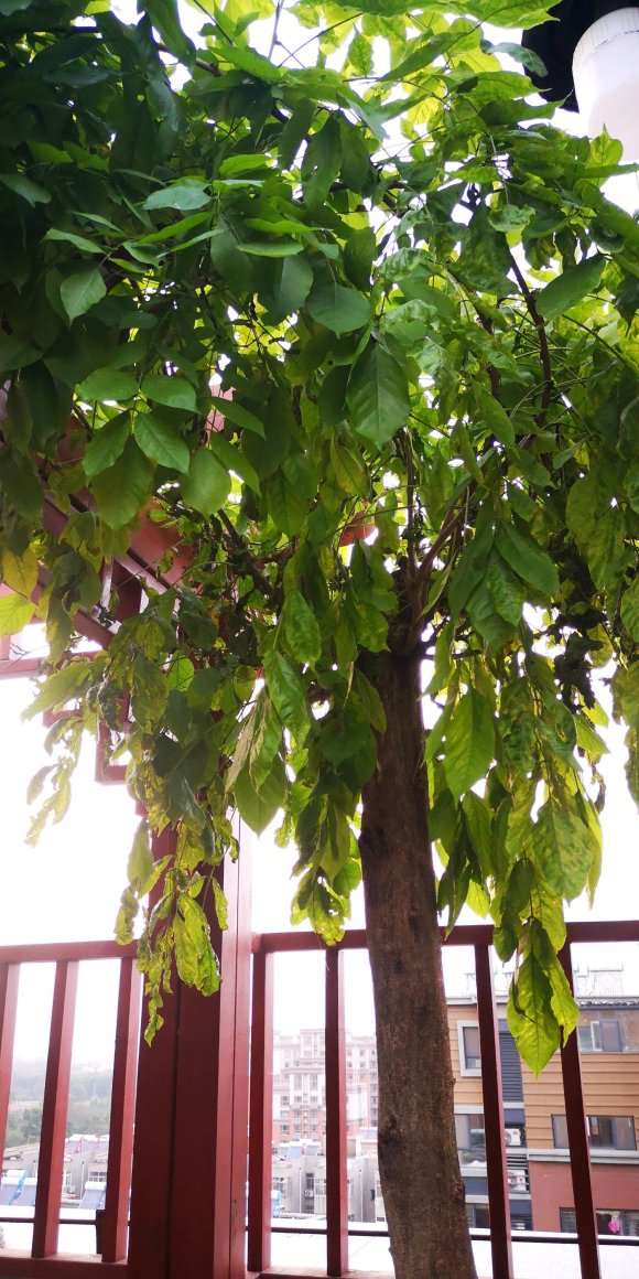 紫藤下山桩叶子干枯了 怎么办 图片