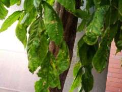 紫藤下山桩叶子干枯了 怎么办 图片