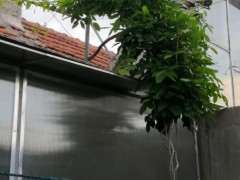 我这个是什么品种的紫藤下山桩 图片