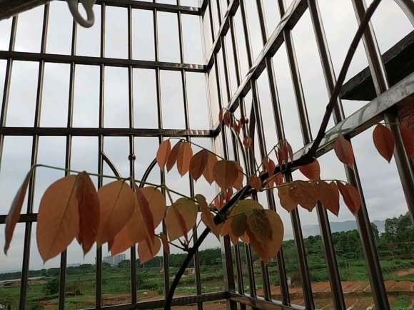 广东到底能种不种的好紫藤下山桩 图片