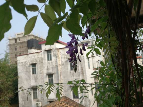 广东到底能种不种的好紫藤下山桩 图片