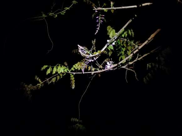 广东大家种的紫藤下山桩开花怎样 图片