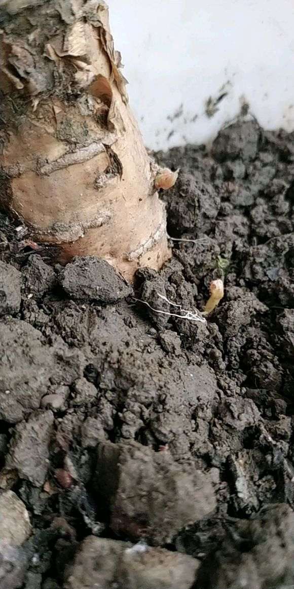 紫藤下山桩根上来芽了 希望能活 图片