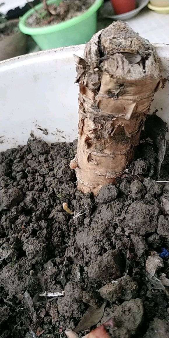 紫藤下山桩根上来芽了 希望能活 图片