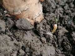 紫藤下山桩根上来芽了 希望能活 图片