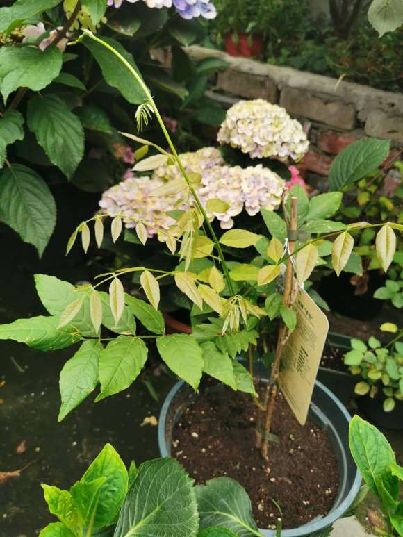 紫藤下山桩 是不是可以爬了 怎么办