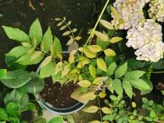 紫藤下山桩 是不是可以爬了 怎么办