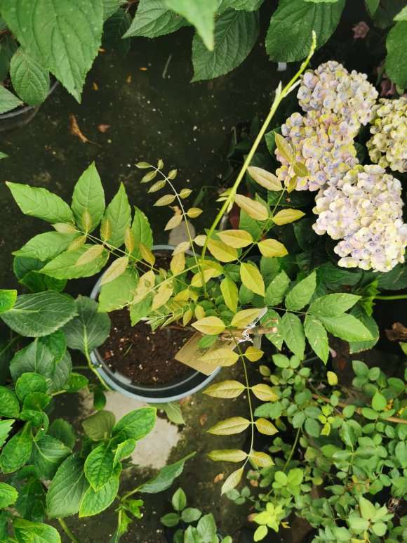 紫藤下山桩能种楼顶吗 怎么种植 图片