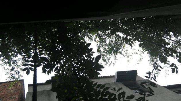 紫藤下山桩能种楼顶吗 怎么种植 图片