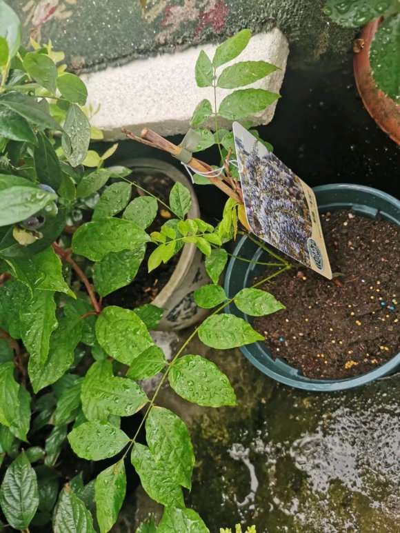 紫藤下山桩能种楼顶吗 怎么种植 图片