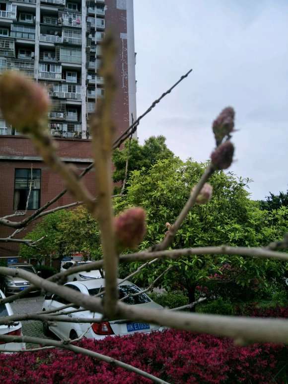 为什么我种紫藤下山桩都不开花啊 图片