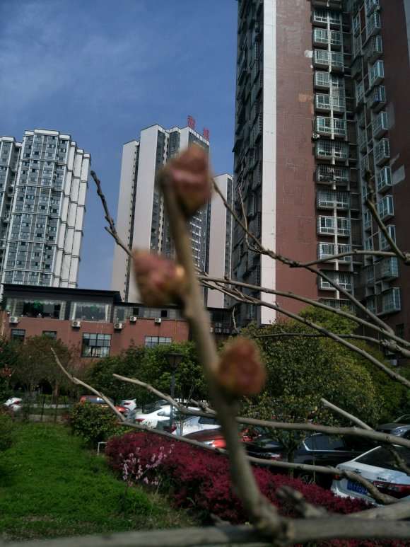 为什么我种紫藤下山桩都不开花啊 图片