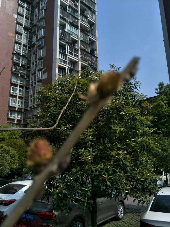 为什么我种紫藤下山桩都不开花啊 图片