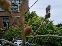 为什么我种紫藤下山桩都不开花啊 图片