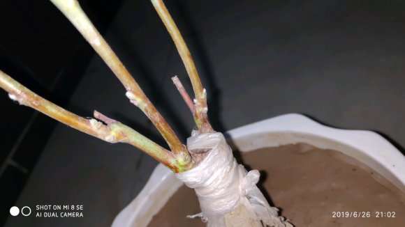 紫藤下山桩在东北冬天怎么办 图片