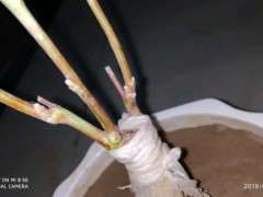 紫藤下山桩在东北冬天怎么办 图片