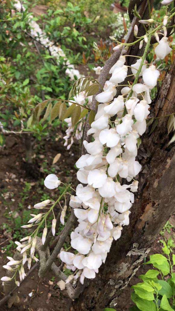 怎么用紫藤下山桩做花廊 图片