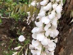 怎么用紫藤下山桩做花廊 图片