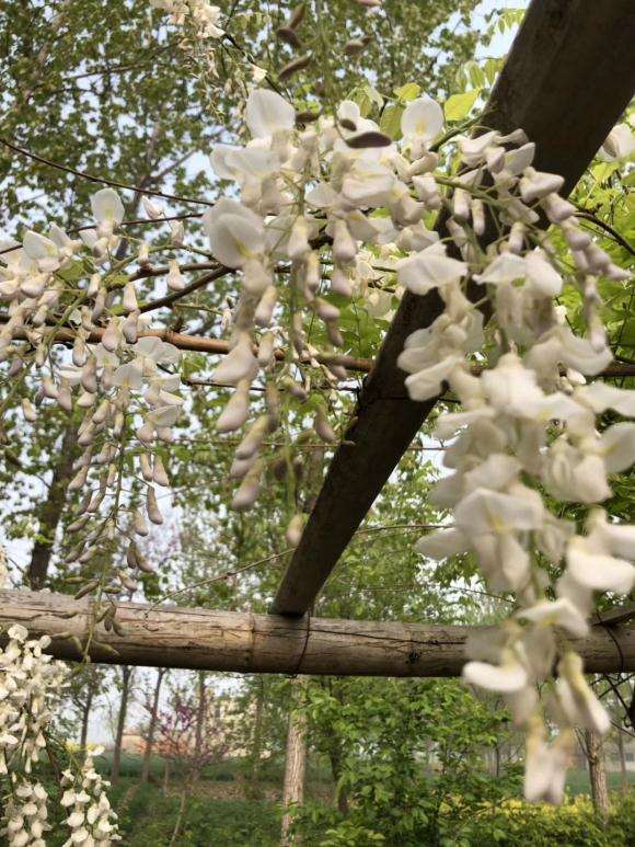 怎么用紫藤下山桩做花廊 图片