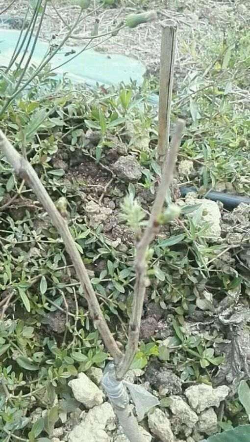 广东真的适合种长穗紫藤下山桩吗 图片