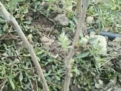 广东真的适合种长穗紫藤下山桩吗 图片