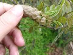 紫藤下山桩买回来养了1年 长了花苞 图片