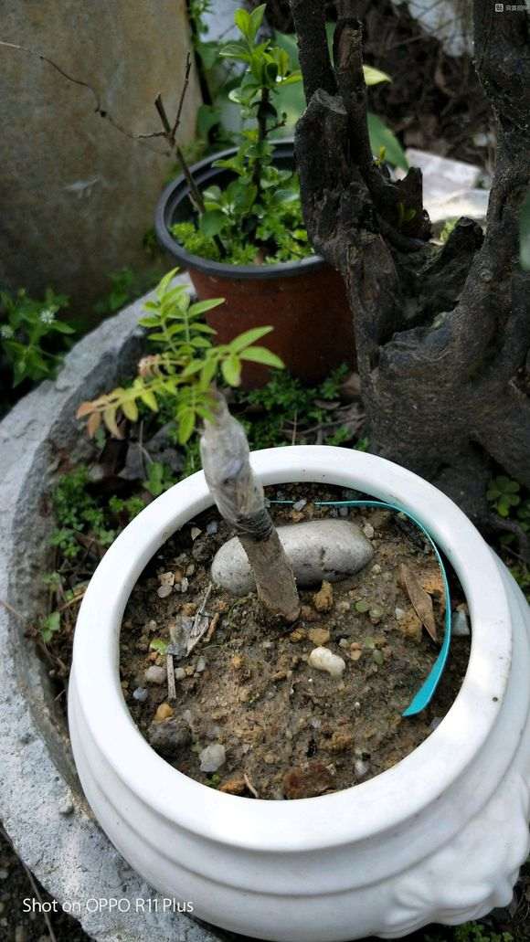 紫藤下山桩嫁接后什么时候栽 最好 图片