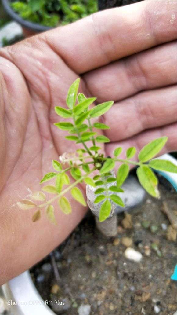 紫藤下山桩嫁接后什么时候栽 最好 图片