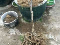 紫藤下山桩嫁接后什么时候栽 最好 图片