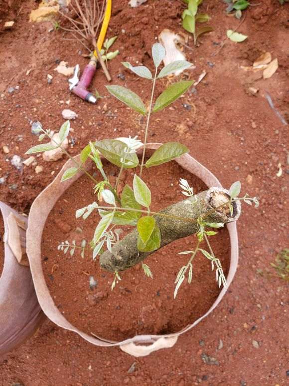 紫藤下山桩枝条扦插容易存活吗 图片