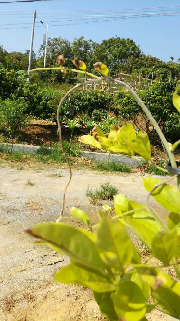 紫藤下山桩的新芽变黄枯萎 怎么办 图片