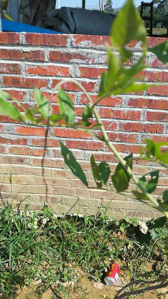 紫藤下山桩的新芽变黄枯萎 怎么办 图片