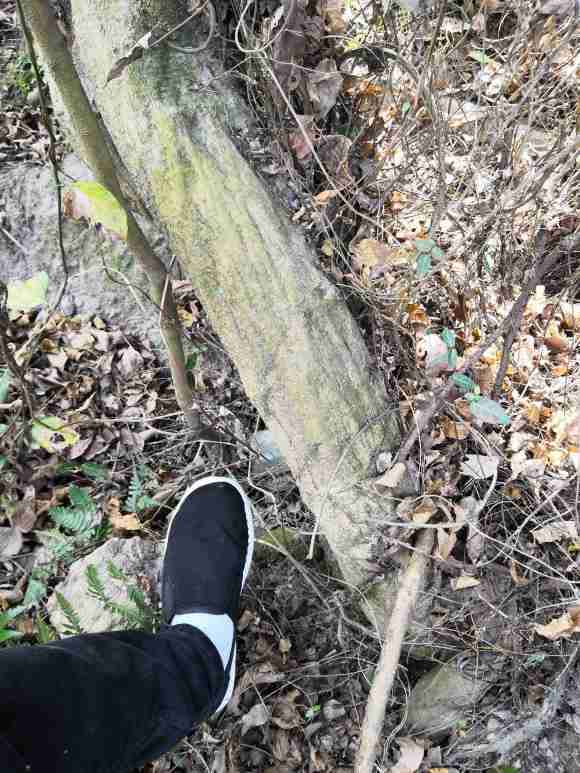 20公分大紫藤下山桩 2000贵吗 图片