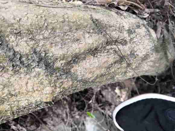 20公分大紫藤下山桩 2000贵吗 图片