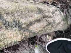 20公分大紫藤下山桩 2000贵吗 图片