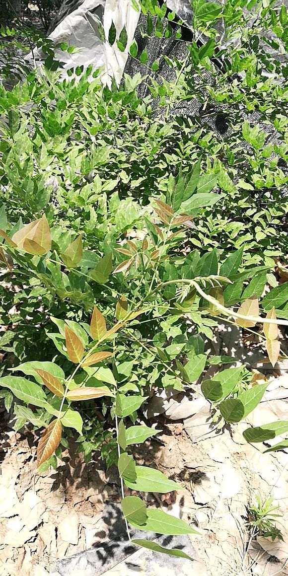 为什么紫藤下山桩地栽5年不开花 图片