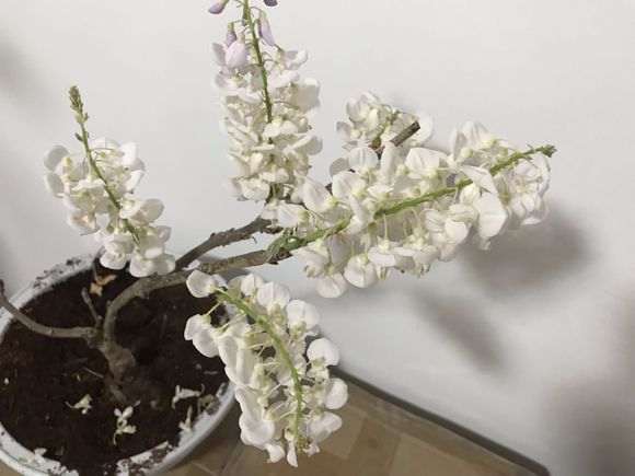 为什么紫藤下山桩地栽5年不开花 图片