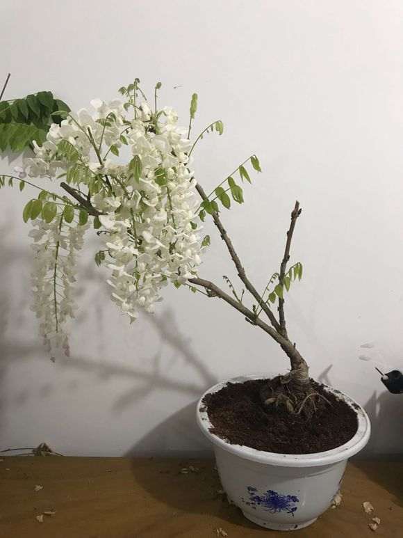 为什么紫藤下山桩地栽5年不开花 图片