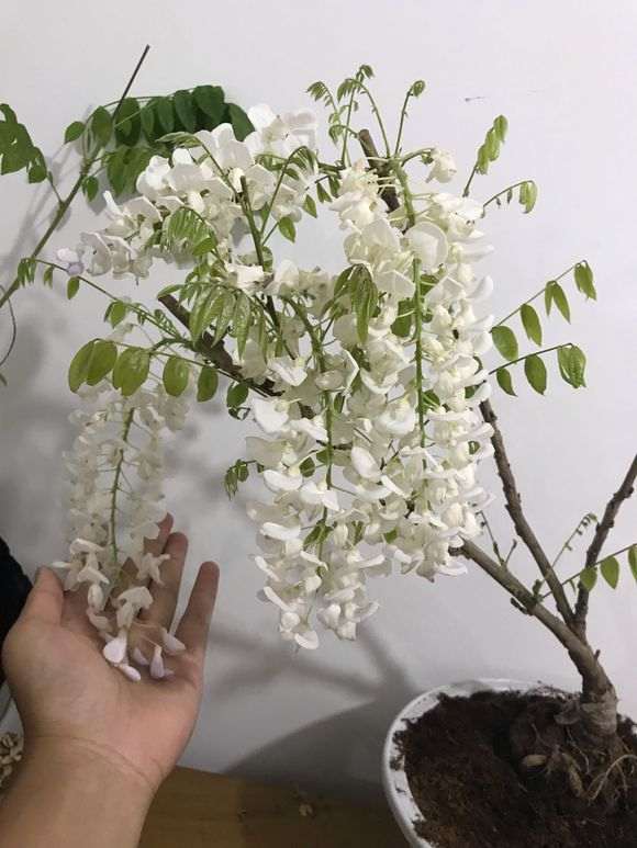 为什么紫藤下山桩地栽5年不开花 图片