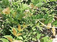 为什么紫藤下山桩地栽5年不开花 图片