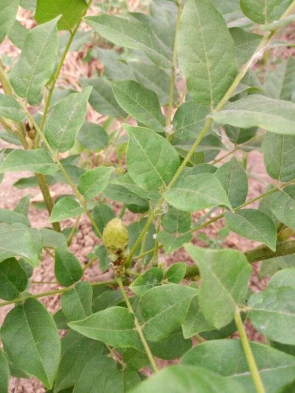 紫藤下山桩怎么促花的技巧 图片