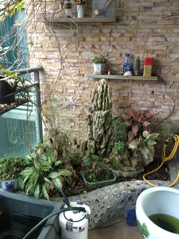 紫藤下山桩怎么促花的技巧 图片