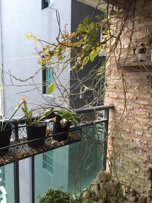 紫藤下山桩怎么促花的技巧 图片