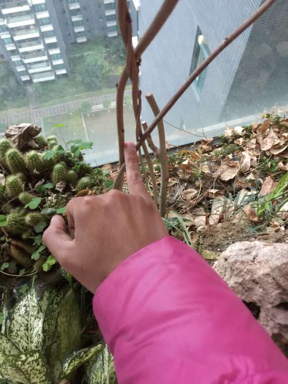 紫藤下山桩怎么促花的技巧 图片