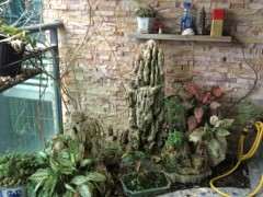 紫藤下山桩怎么促花的技巧 图片