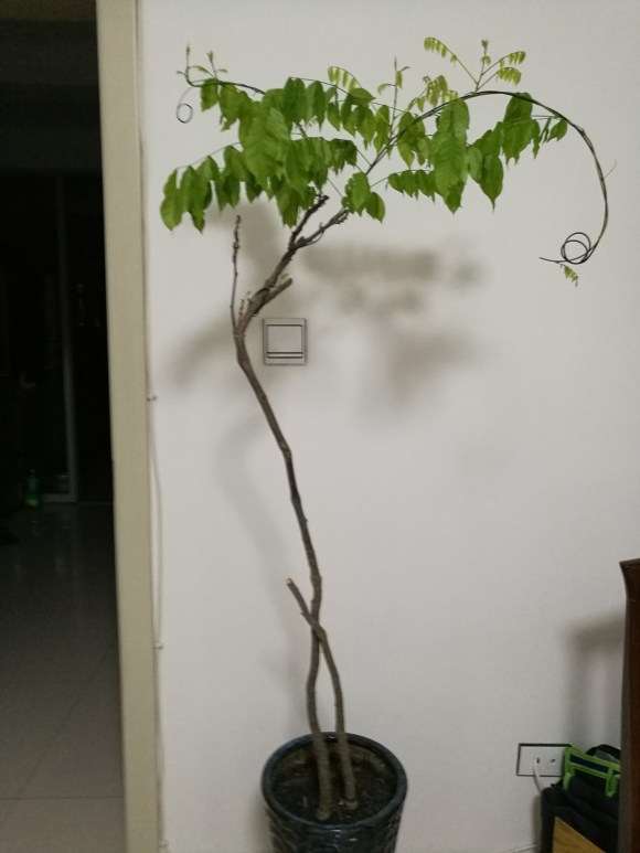 为什么紫藤下山桩开花一般5-10年 图片